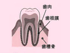 歯根 膜 炎